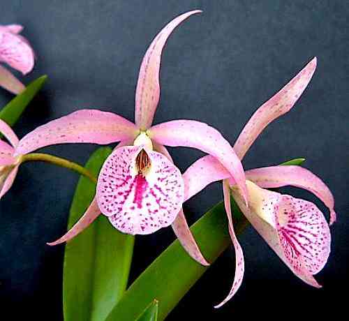 Brassocattleya Maikai 'Mayumi' HCC-AOS